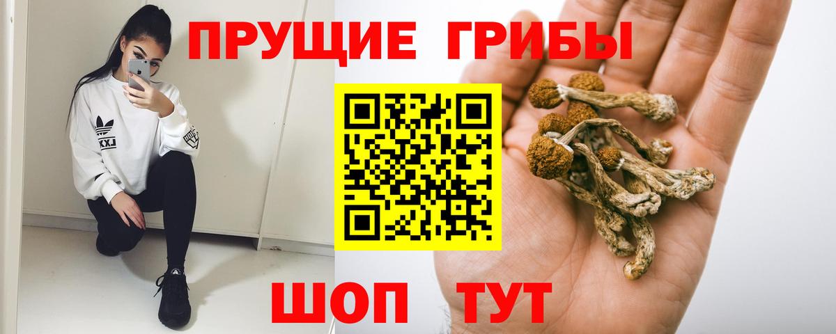 Москва  Псилоцибиновые грибы Cubensis  Вход с VPN 